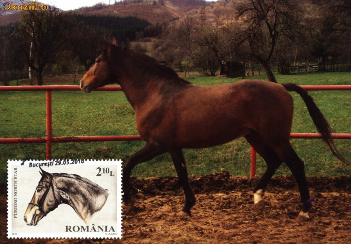 Carte maxima rasa de cai furiosa north star | Okazii.ro