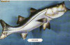Ilustrata pesti, pescuit - SUA, USA, Necirculata, Printata