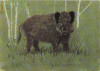 Porc mistret- Ilustrata animale, Necirculata, Printata