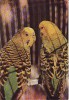 Animale-Pasari -Papagali- carte postala, Necirculata, Printata