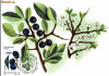 Maxima Porumbar (prunus spinosa)