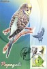 Maxima Perusul ondulat (Melopsittacus undulatus)