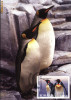 Maxima fauna polara Pinguinul imperial (Aptenodytes forsteri)