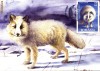Maxima fauna polara Vulpea polara (Alopex lagopus)