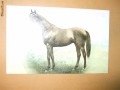 Carte postala echitatie cal animale Anglia Derby Winner 1900 Diamond Jubilee