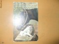 Carte postala echitatie cal animale pisica ilustrator desen