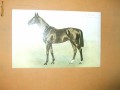Carte postala echitatie cal animale Anglia Derby Winner 1902 Ard Patrick