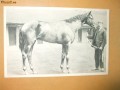 Carte postala echitatie cal animale Anglia famous horses Carabine
