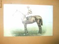 Carte postala echitatie cal animale Anglia jocheu Derby winner 1905 Cicero