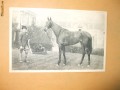 Carte postala echitatie cal animale Anglia famous horses Sceptre