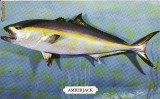 Ilustrata pesti,pescuit - SUA, USA, Necirculata, Printata