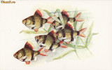 Ilustrata pesti,pescuit-URSS, Europa, Necirculata, Printata