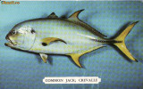 Ilustrata pesti,pescuit - SUA, USA, Necirculata, Printata