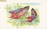 Ilustrata pesti,pescuit-URSS, Necirculata, Printata