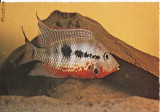 Ilustrata pesti,pescuit-Germania, Necirculata, Printata