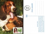 Maxima caine Basset Houd