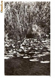 CP189-55 Peisaj din Delta Dunarii -carte postala circulata 1967