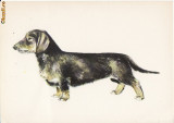 Ilustrata caini, Necirculata, Printata