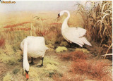 Animale-Pasari din Delta Dunarii- Diorama - Vedere