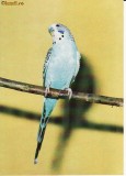 Animale-Pasari -Papagali- carte postala