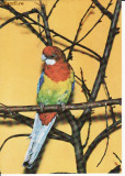 Animale-Pasari -Papagali- carte postala, Necirculata, Printata