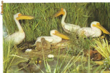 Carte postala(ilustrata)-DIORMA-Grup de pelicani