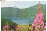 carte postala(ilustrata)-TUSNAD-Lacul Sf Ana