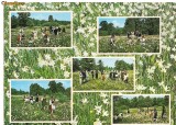 carte postala(ilustrata)-BRASOV-Poiana Narciselor