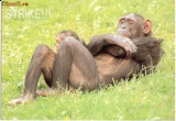 V FOTO 99 STRIKE !!! -Maimuta cu puiul sau -tiparita in Italia