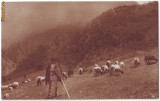 75 - Port Popular, ETHNIC Cioban, Romania - old postcard - used - 1930
