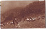 75 - Port Popular, ETHNIC Cioban, Romania - old postcard - used - 1930, Circulata, Printata