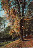 Ilustrata Germania-Kruger- Peisaj