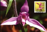 CM Orhidee salbatica din Romania Cephalanthera rubra