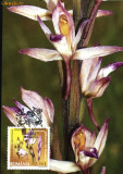 Maxima Orhidee salbatice din Romania Limodorum abortivum