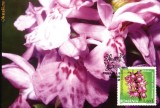 Maxima orhidee salbatica din Romania Dactylorhiza maculata