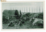747 - BRAILA, Militari in repaos WW I - old mini postcard - unused - 1915