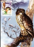 Maxima Uliul pasarar (Accipiter nisus)