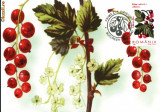 Maxima Coacaz rosu (Ribes rubrum L)