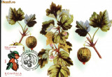 Maxima Agris (Ribes uva-crispa)