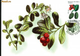 Maxima Afin rosu (Vaccinium vitis-idaea L)