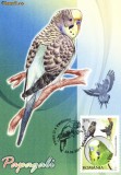 Maxima Perusul ondulat (Melopsittacus undulatus)