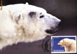 Maxima fauna polara Ursul Polar (Ursus maritimus)