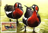 Maxima Gasca cu gat rosu (Branta ruficollis)