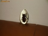 INSECTA IN RASINA foto