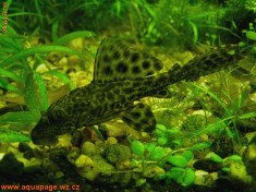 pesti plecostomus 25 cm foto