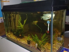 vand acvariu 110 litri complet echipat URGENT !!!!! foto