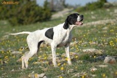 pui pointer englez foto