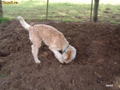 Caine dresat pentru gasirea de trufe ! Rasa Lagotto Romagnolo ! foto