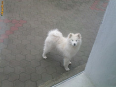 Caine Samoyede foto