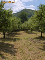 Tuica de prune foto